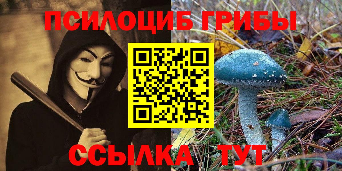 Псилоцибиновые грибы Psilocybe Старая Русса